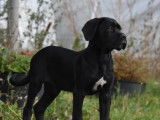 2 chiots Cane Corso LOF à vendre