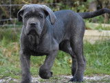 2 chiots Cane Corso LOF à vendre