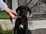 2 chiots Cane Corso LOF à vendre