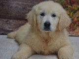 À vendre : 2 chiots mâles Golden Retrievers LOF