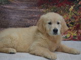 À vendre : 2 chiots mâles Golden Retrievers LOF