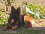 Mâle Berger Allemand à poil long disponible pour saillie