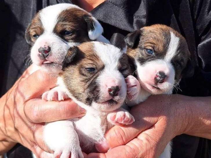 8 chiots Jack Russells LOF, d'octobre 2023, à réserver