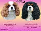Chiots Cavalier King Charles blenheim (pure race) à vendre