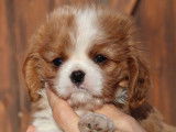 Chiots Cavalier King Charles blenheim (pure race) à vendre