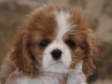 Chiots Cavalier King Charles blenheim (pure race) à vendre