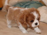 Chiots Cavalier King Charles blenheim (pure race) à vendre