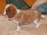 Chiots Cavalier King Charles blenheim (pure race) à vendre