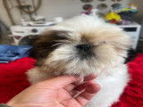 Chiot Shih Tzu LOF à vendre