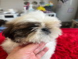 Chiot Shih Tzu LOF à vendre