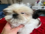 Chiot Shih Tzu LOF à vendre