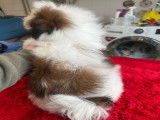 Chiot Shih Tzu LOF à vendre