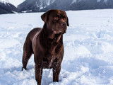Recherche femelle Labrador pour saillie