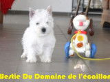 À vendre : un chiot mâle Westie LOF