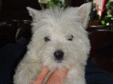 À vendre : un chiot mâle Westie LOF
