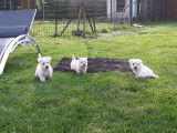 À vendre : un chiot mâle Westie LOF
