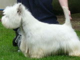 À vendre : un chiot mâle Westie LOF