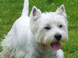 À vendre : un chiot mâle Westie LOF