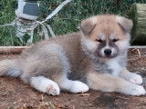 Trois chiots Akita Inus LOF à réserver