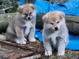Trois chiots Akita Inus LOF à réserver