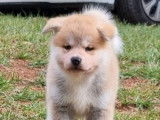 Trois chiots Akita Inus LOF à réserver