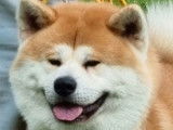 Trois chiots Akita Inus LOF à réserver