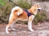 Trois chiots Akita Inus LOF à réserver