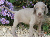 9 chiots Braque de Weimars LOF à vendre