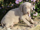 9 chiots Braque de Weimars LOF à vendre