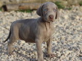 9 chiots Braque de Weimars LOF à vendre
