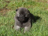Disponible &agrave; r&eacute;server : 4 chiots Eurasiers LOF