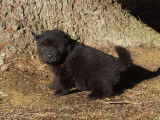 Disponible &agrave; r&eacute;server : 4 chiots Eurasiers LOF