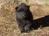 Disponible &agrave; r&eacute;server : 4 chiots Eurasiers LOF