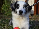 Un chiot Border Collie bleu merle LOF disponible &agrave; la vente