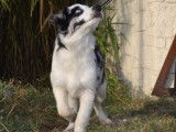 Un chiot Border Collie bleu merle LOF disponible &agrave; la vente