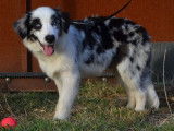 Un chiot Border Collie bleu merle LOF disponible &agrave; la vente