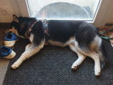 Taro, Husky Sibérien à vendre