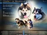 Chiots Malamutes d'Alaska LOF à vendre