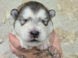 Chiots Malamutes d'Alaska LOF à vendre