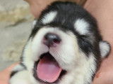 Chiots Malamutes d'Alaska LOF à vendre