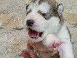Chiots Malamutes d'Alaska LOF à vendre