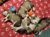 Chiots Malamutes d'Alaska LOF à vendre