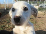Chiot femelle de 3 mois à céder