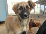 À donner : chiot femelle