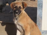 À donner : chiot femelle