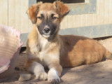À donner : chiot femelle