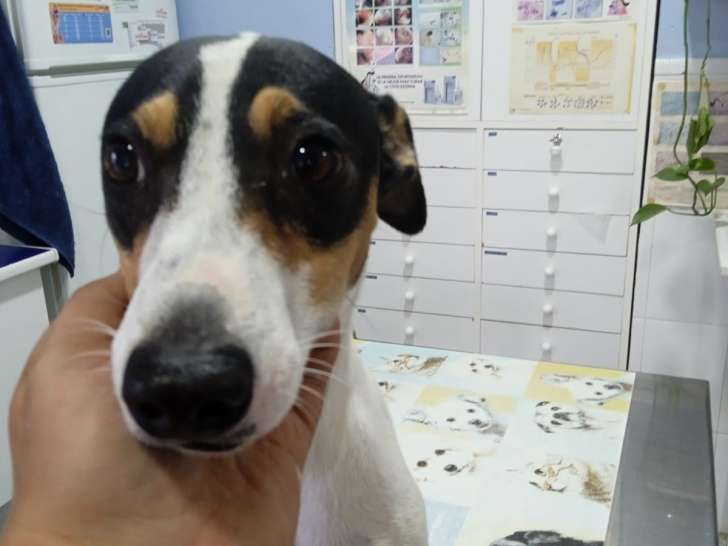 Chiot à adopter