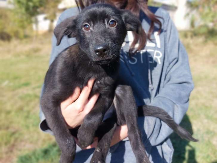 Chiot mâle à adopter