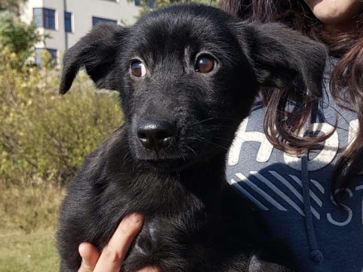 Disponible à l’adoption : un chiot femelle de 7 mois
