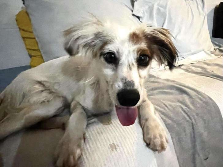 Chienne tricolore à céder